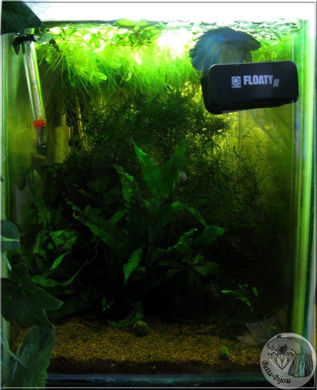 Ma "fishroom" et mes bacs, leurs habitants - Page 4 Rsn_4010