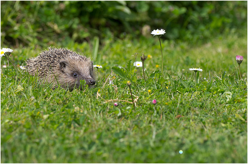 Un ami des jardiniers. _k5_6711