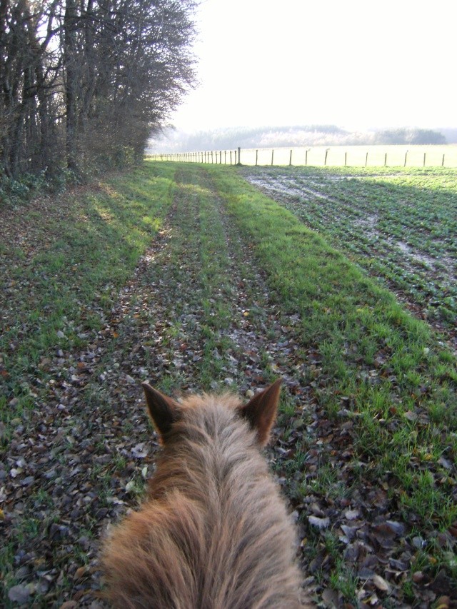 balade sous le soleil hivernal avec Champion.. Dscf0623