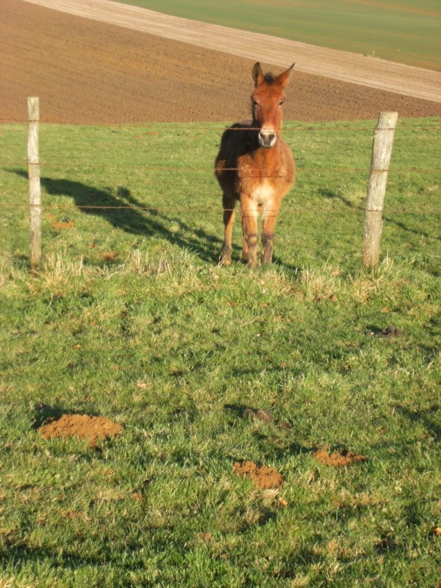 balade sous le soleil hivernal avec Champion.. Dscf0643