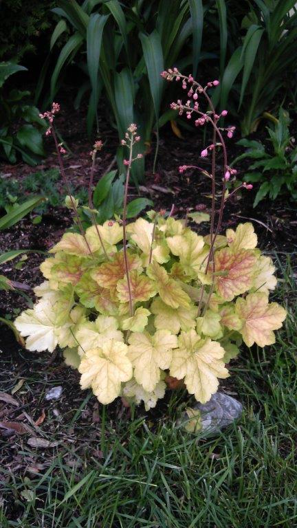 Heuchera villosa 'Miracle' Heuche12