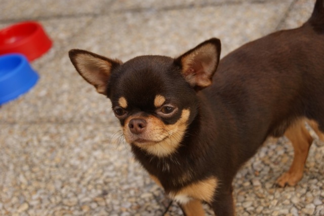 Gianduja x Goldy des Patibullies Dsc00910