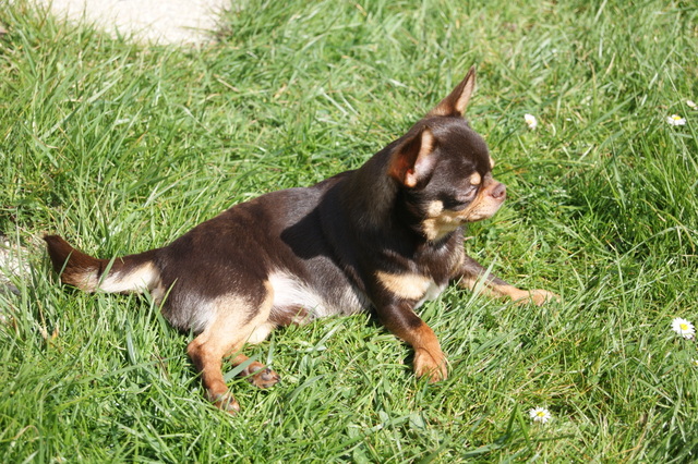 Gianduja x Goldy des Patibullies Dsc09510