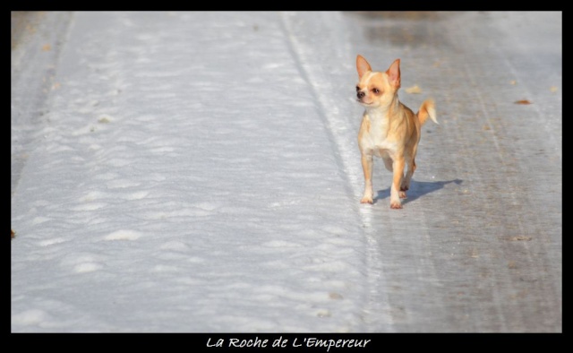 Gianduja x Goldy des Patibullies Neigep10