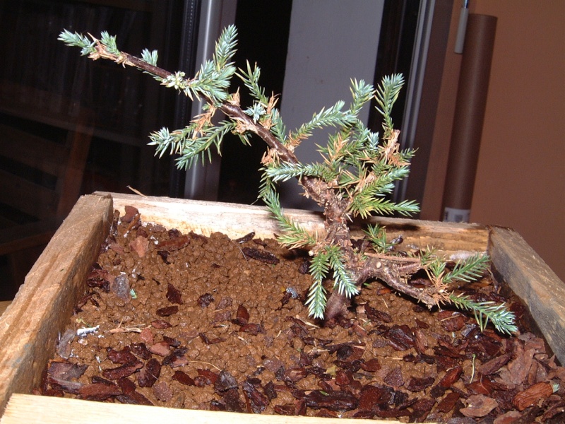 juniperus - Juniperus Squamata Dscf0010