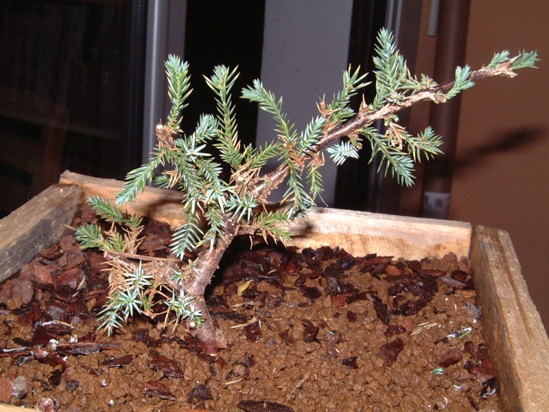 juniperus - Juniperus Squamata Dscf0011