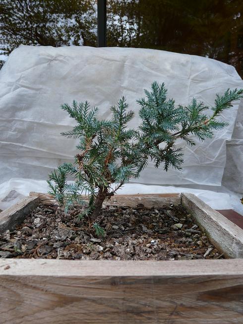 juniperus - Juniperus Squamata P1010019