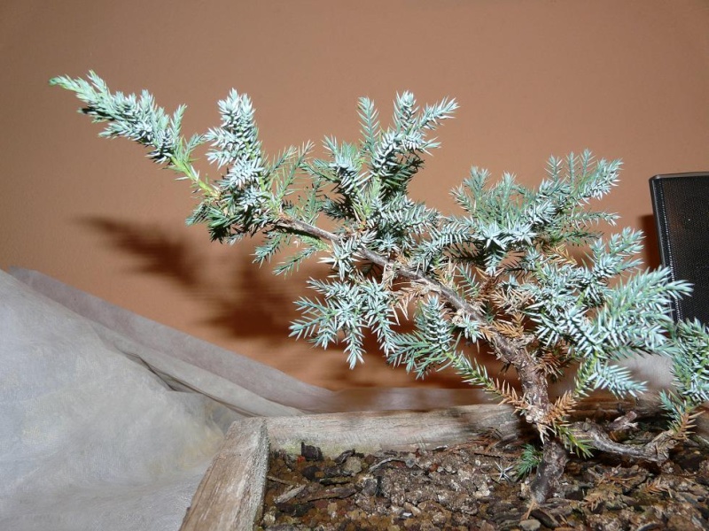 Juniperus Squamata P1010111