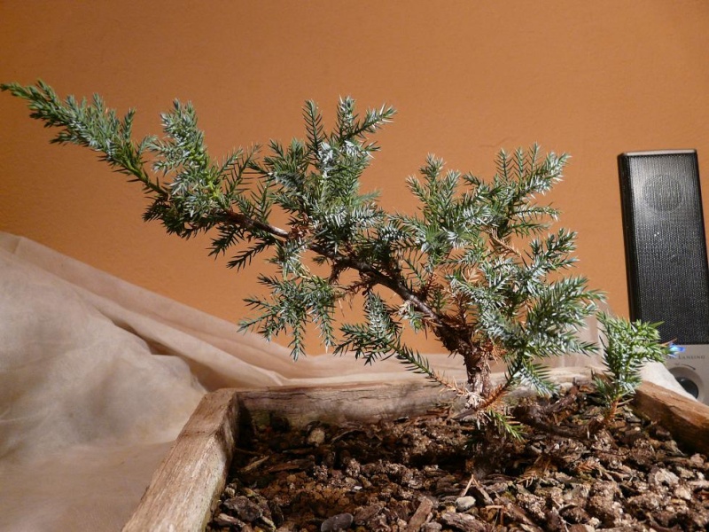 juniperus - Juniperus Squamata P1010112