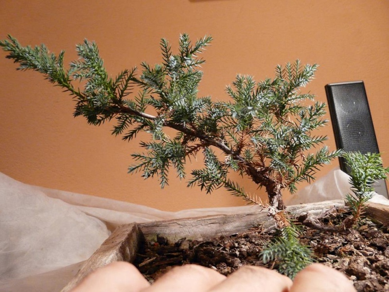 juniperus - Juniperus Squamata P1010113