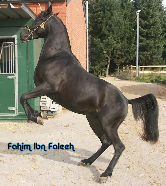 Fahim ibn Faleeh Fahim_10