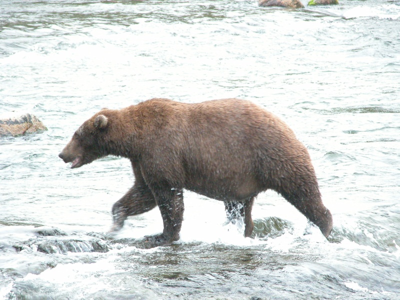 observer l'OURS - Page 3 Grizzl21