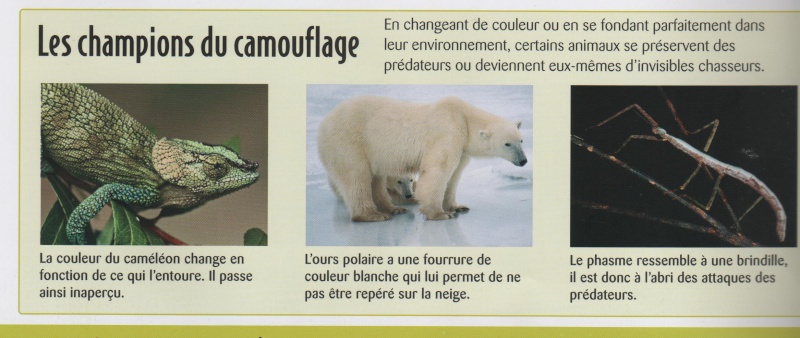Ursus maritimus : l’ours polaire Les_ch10