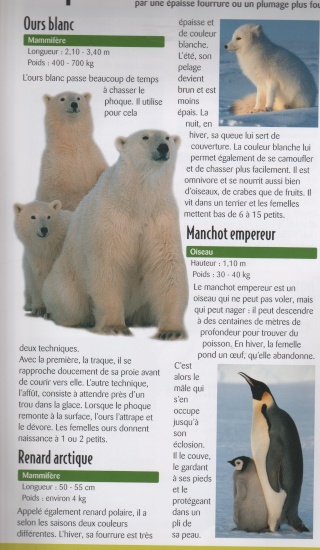 Ursus maritimus : l’ours polaire Ours_b11