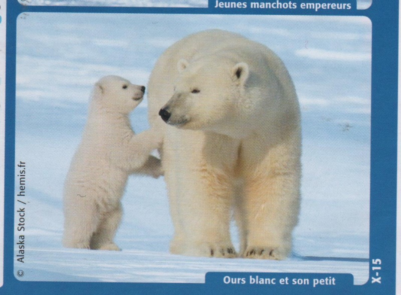 Ursus maritimus : l’ours polaire Ours_p10