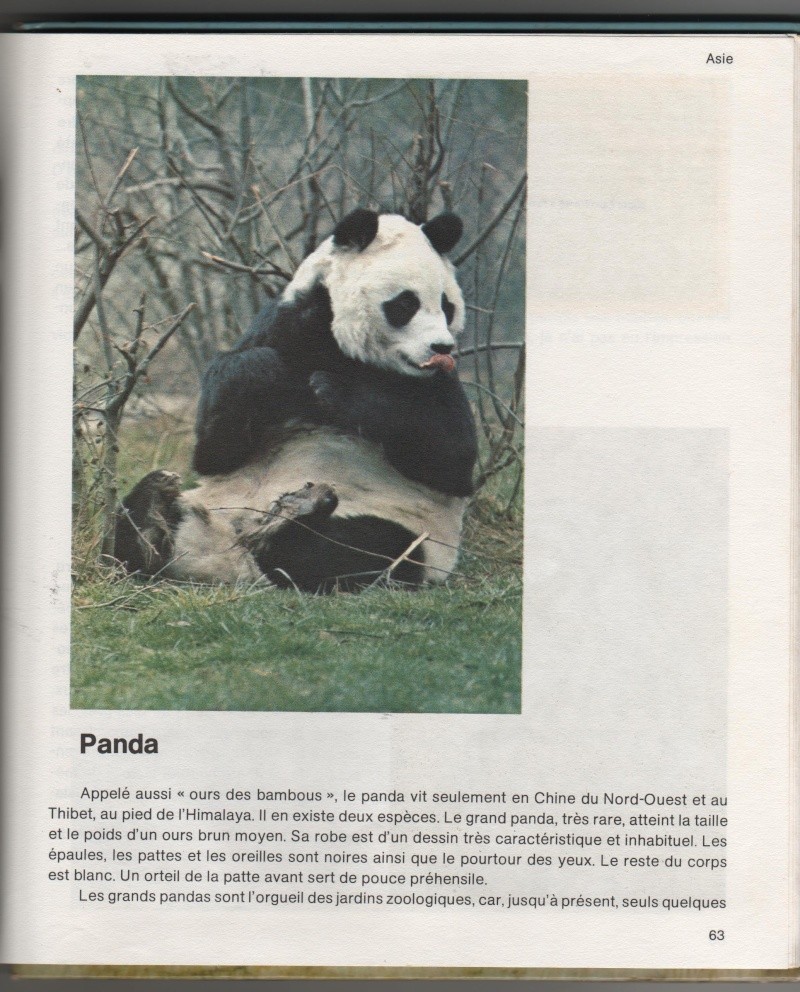 le panda géant ours ou pas ours?????? Panda_10