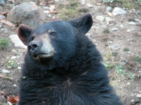 observer l'OURS - Page 3 Parc_o12