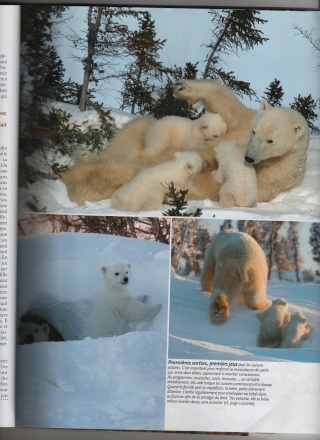 Ursus maritimus : l’ours polaire Une_fa10
