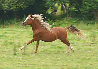 Welsh mountain, ponies and cobs ! 13389010