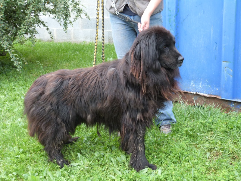 BOLERO  -  Terre Neuve  7 ans  -  SPA  DE  POITIERS  (86) 114_r_17