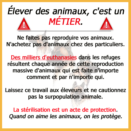 Chienne 10 ans qui attend des bébés Affele10