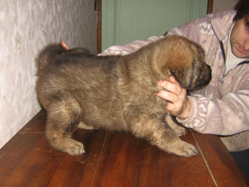 Chiot Dogue du Tibet LOF disponible à La Tsaparang Valley - Page 24 Chiot122