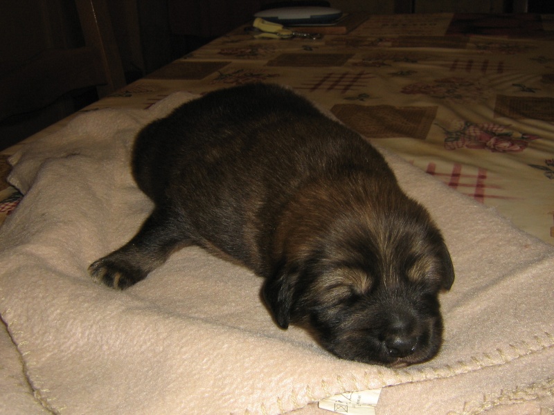 Chiot Dogue du Tibet LOF disponible à La Tsaparang Valley - Page 20 Chiots54