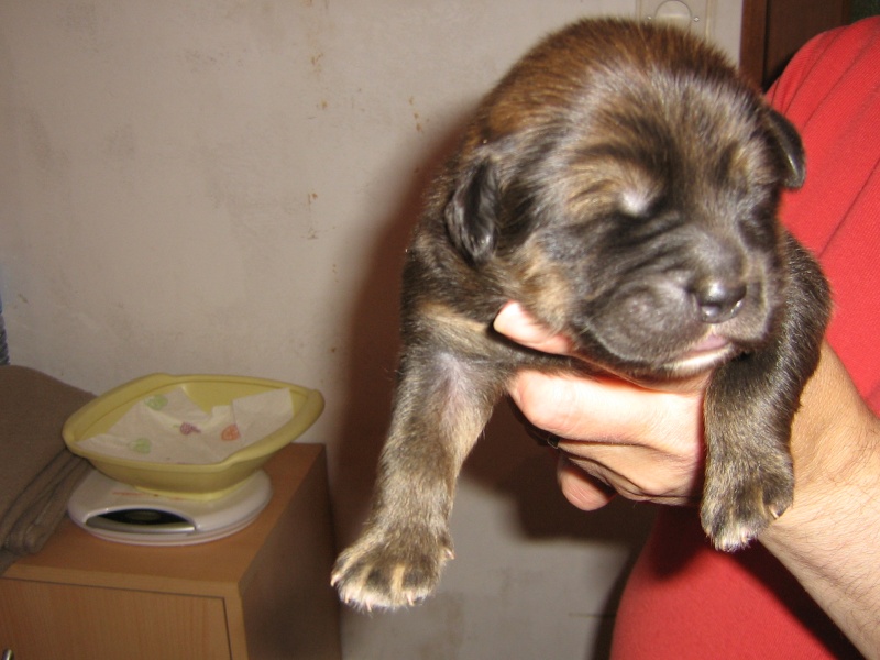 Chiot Dogue du Tibet LOF disponible à La Tsaparang Valley - Page 19 Les_bb47