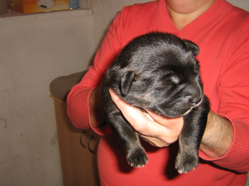 Chiot Dogue du Tibet LOF disponible à La Tsaparang Valley - Page 19 Les_bb51