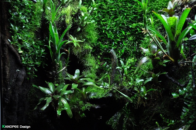 Terrarium tropical humide by "Le Pelu" - Page 2 3b10