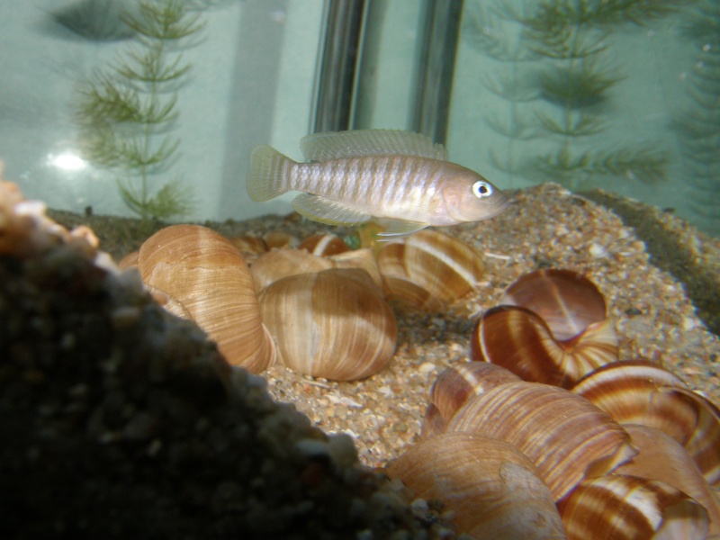 reproduction neolamprologus multifasciatus P6139211