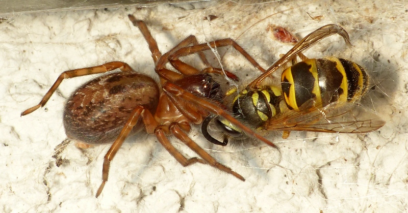 Guêpe vs araignée (Amaurobius) 02_08_11