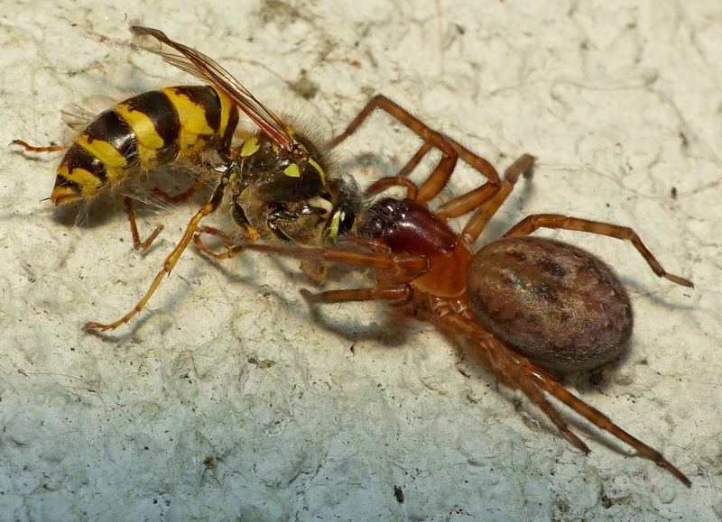 Guêpe vs araignée (Amaurobius) 03_08_14