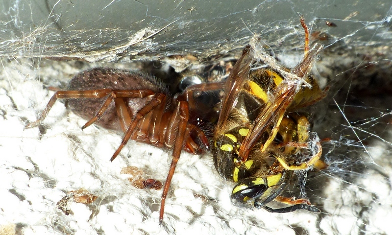 Guêpe vs araignée (Amaurobius) 03_08_15