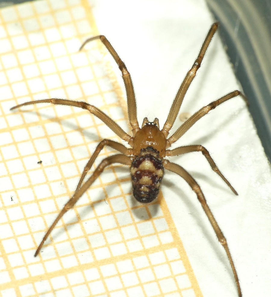 [Steatoda triangulosa] Steatoda d'intérieur - Kermagen/Pleubian 10_10_10