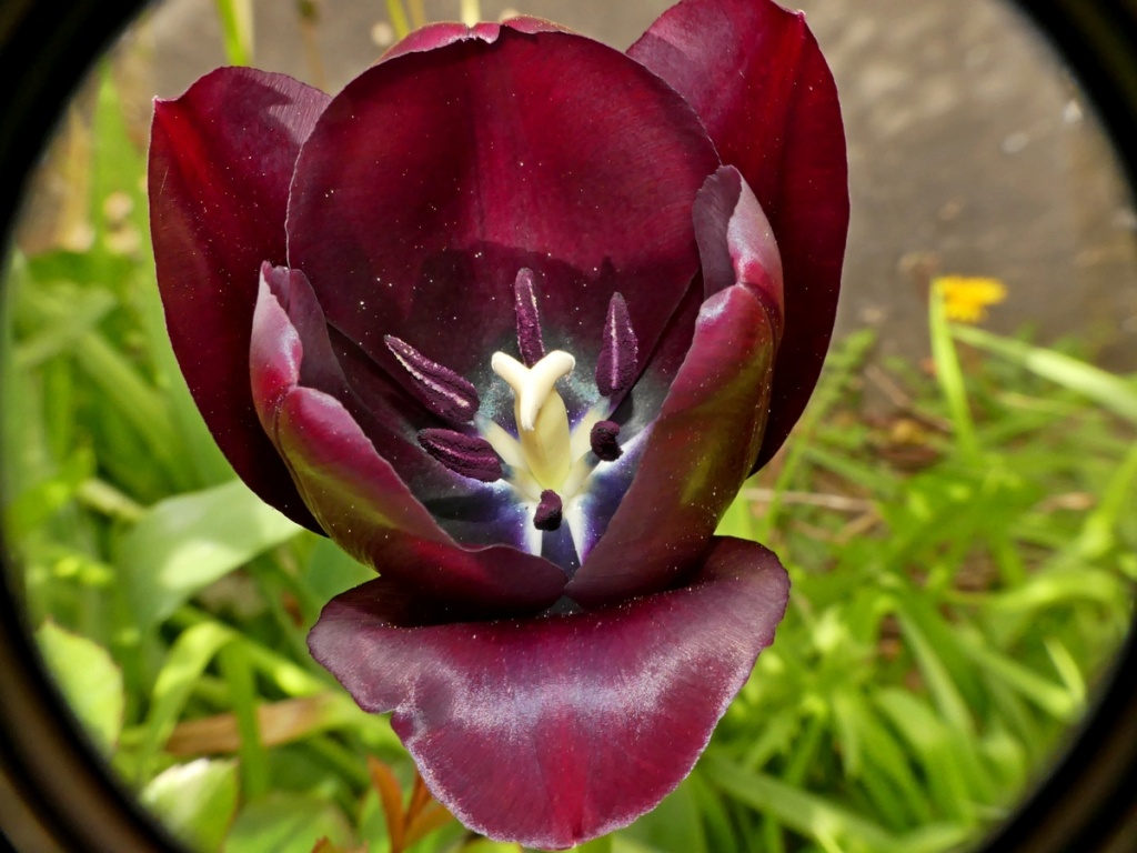 Tulipe noire... 13_04_10