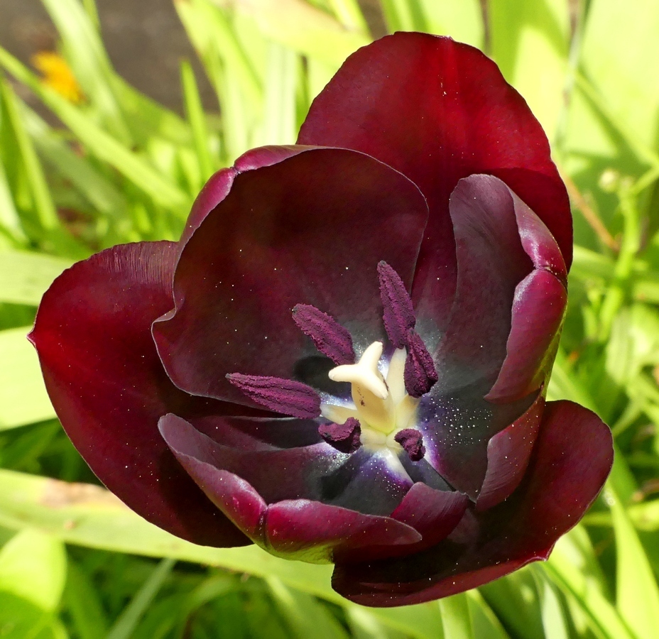 Tulipe noire... 13_04_11