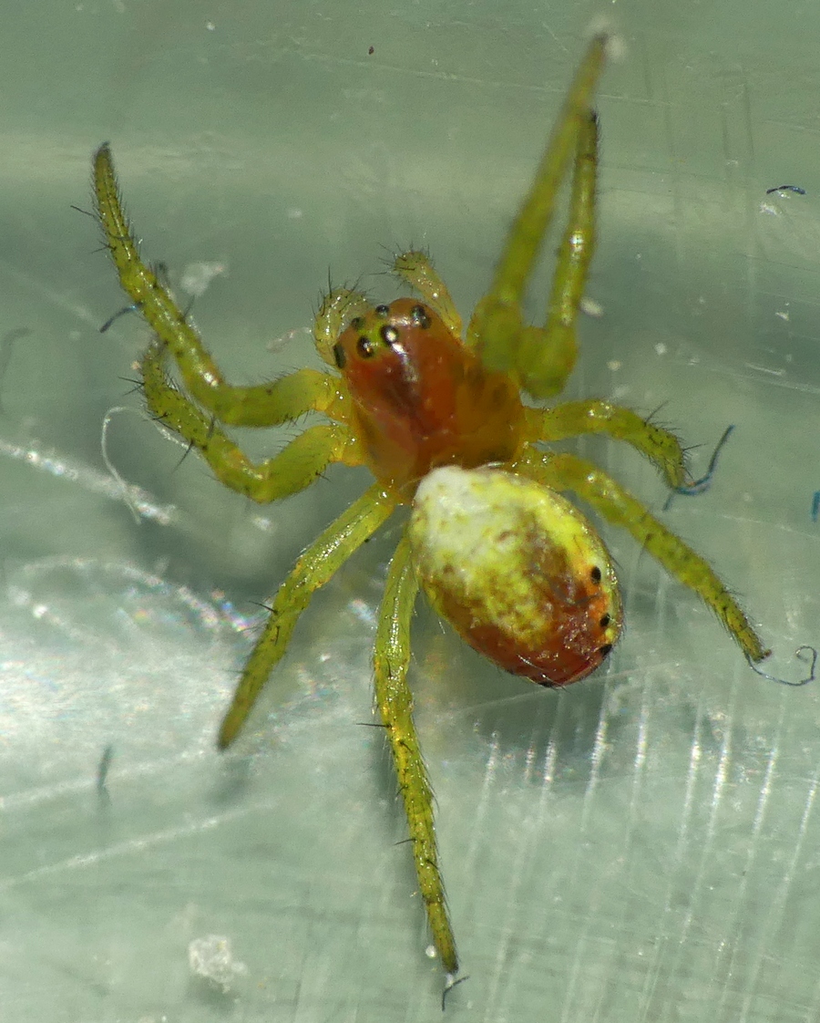[Araniella sp. et Leiobunum blackwallii] Mes deux dernières arachnides de Kermagen/Pleubian 13_10_11