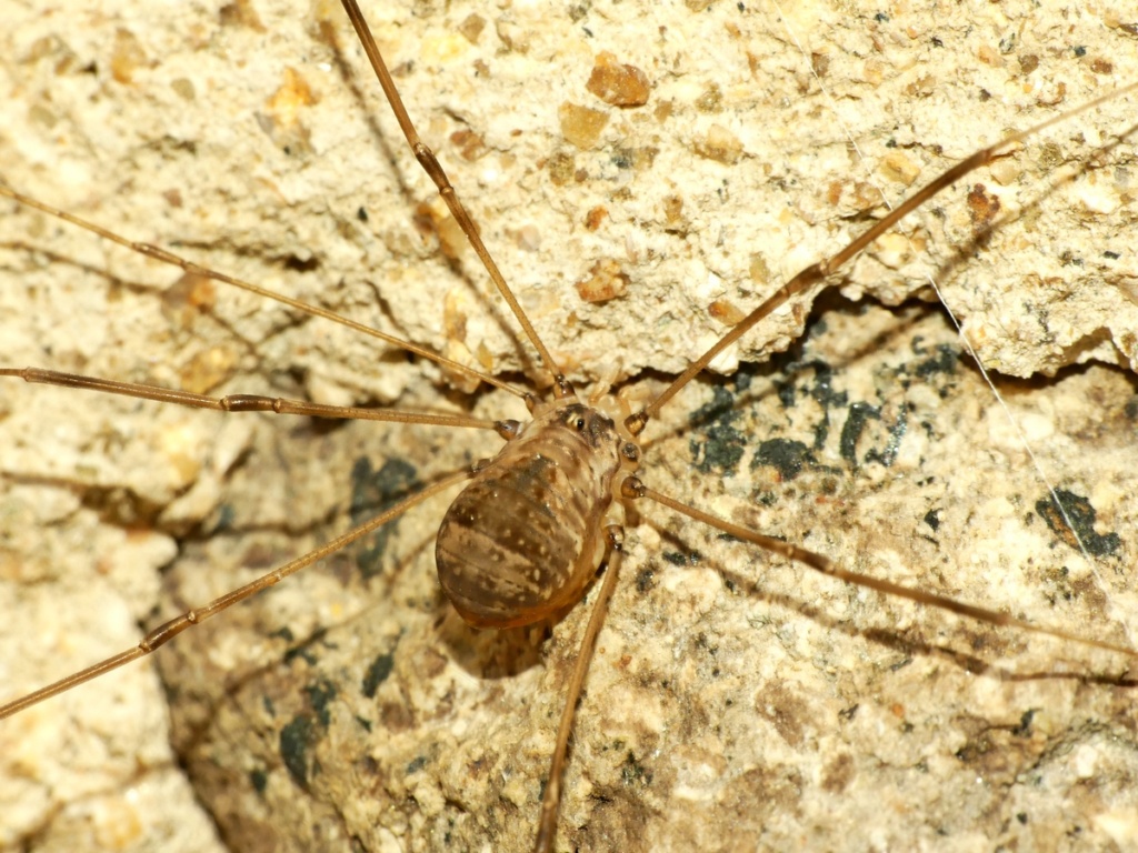 [Araniella sp. et Leiobunum blackwallii] Mes deux dernières arachnides de Kermagen/Pleubian 13_10_14