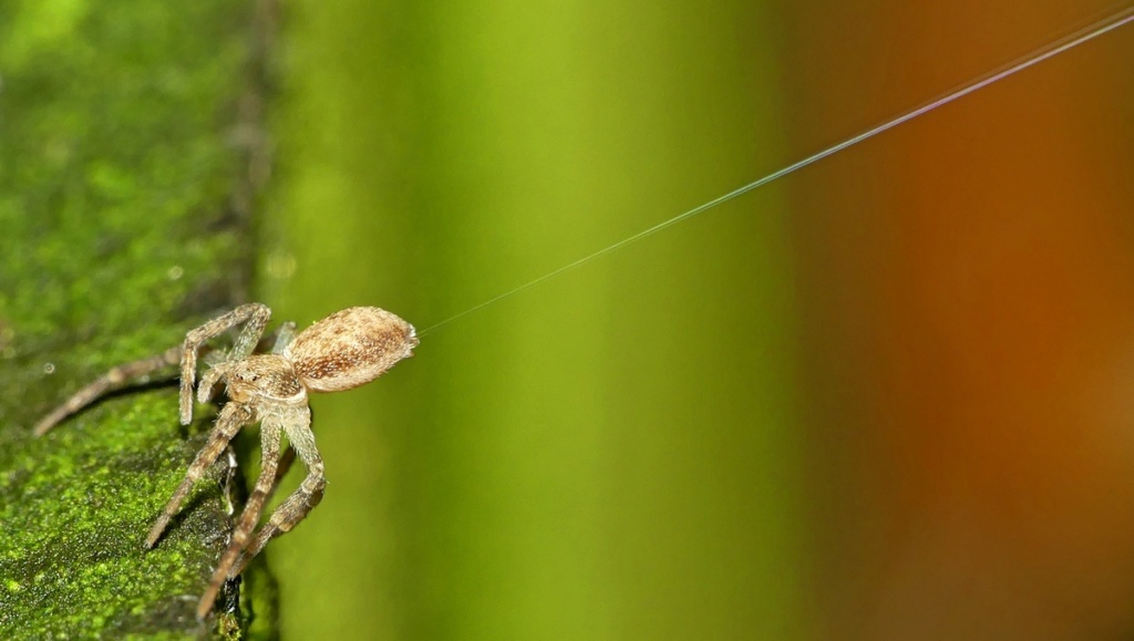 Philodromus en position de ballooning ! 31_10_10