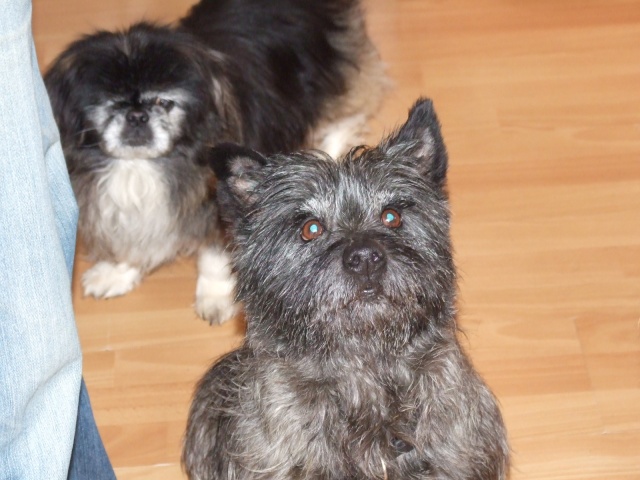 SWEET - type cairn - mâle - 9 ans- En FA en Loire-Atlantique- RESERVE 2011_021