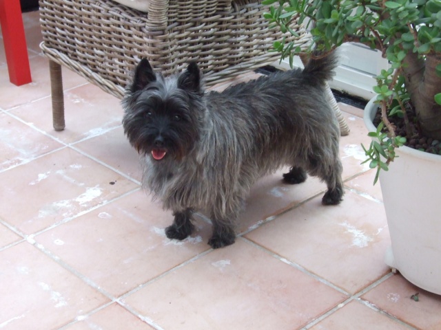 SWEET - type cairn - mâle - 9 ans- En FA en Loire-Atlantique- RESERVE - Page 2 2011_040