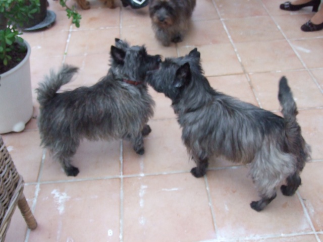 SWEET - type cairn - mâle - 9 ans- En FA en Loire-Atlantique- RESERVE - Page 2 2011_042