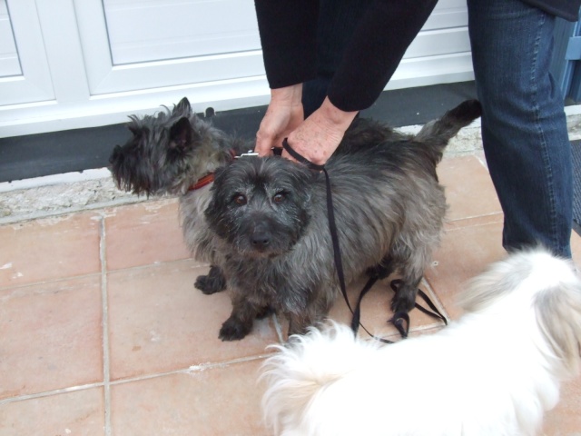 SWEET - type cairn - mâle - 9 ans- En FA en Loire-Atlantique- RESERVE - Page 2 2011_044