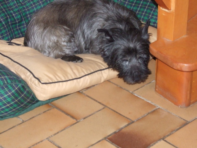 SWEET - type cairn - mâle - 9 ans- En FA en Loire-Atlantique- RESERVE - Page 3 2011_059