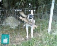 SOS jeune mastiff condamné à porter un lourd collier de bois Chien_11