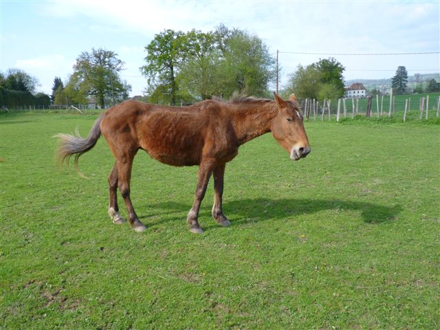 sultane jument de selle 23 ans en fa chez annie Sultan10