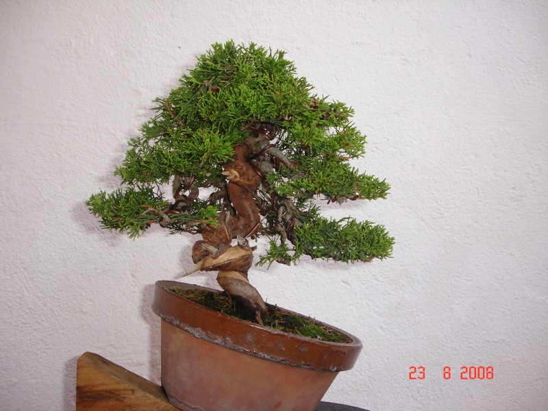 REGALO ESTE PREBONSAI 811