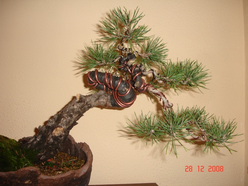 evolucion de un pino sylvestris 812