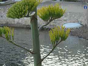 arbre inconnu....de moi [echium pininana] = herbacée géante Aloes-11